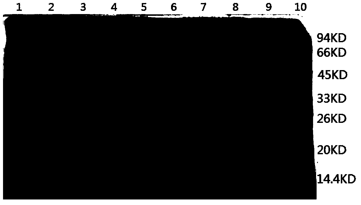 Method for generation of HPV58 L1 protein by Hansenula expression system