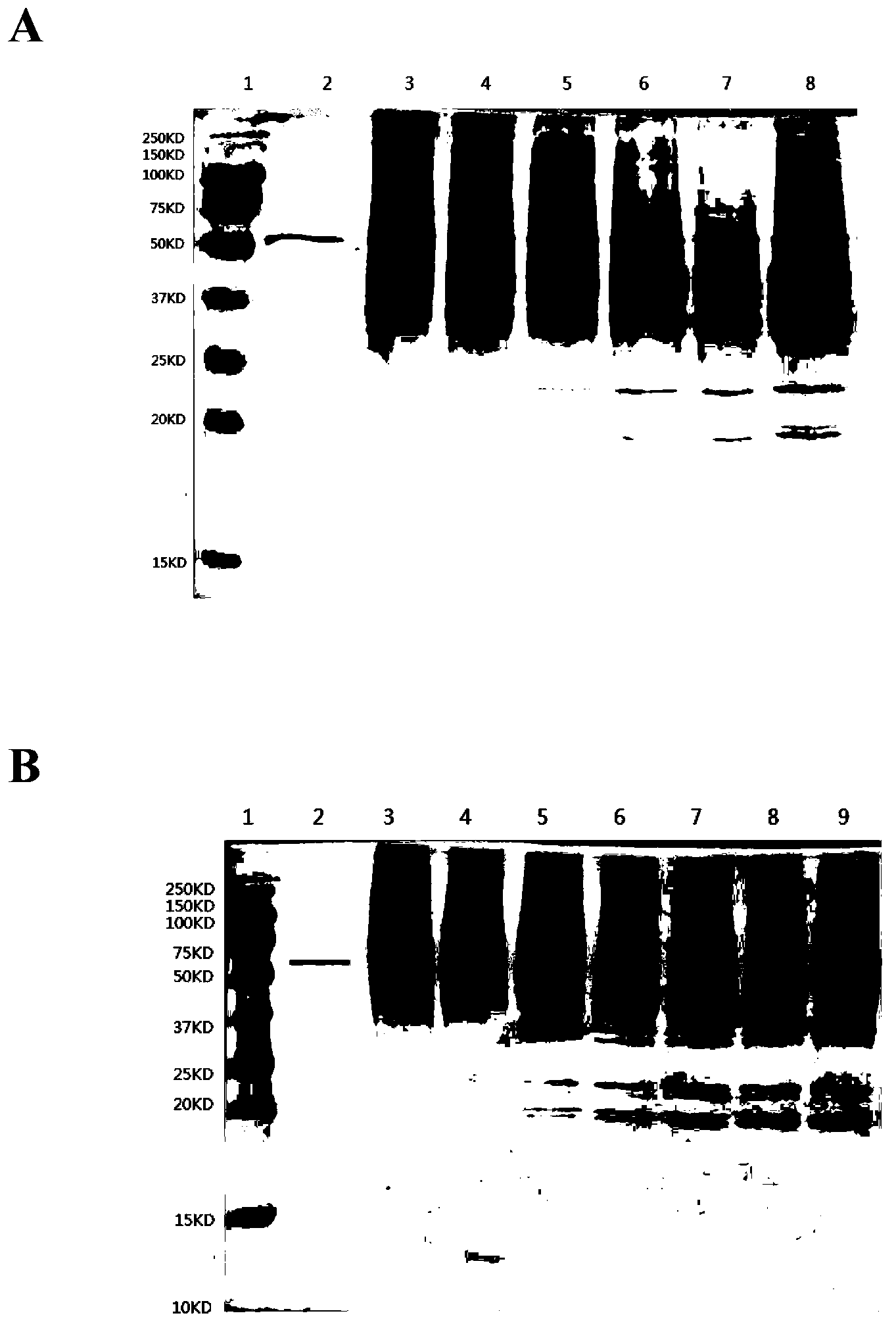Method for generation of HPV58 L1 protein by Hansenula expression system
