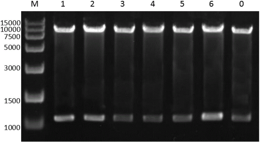 Rennin mutant with improved enzyme activity and thermal stability