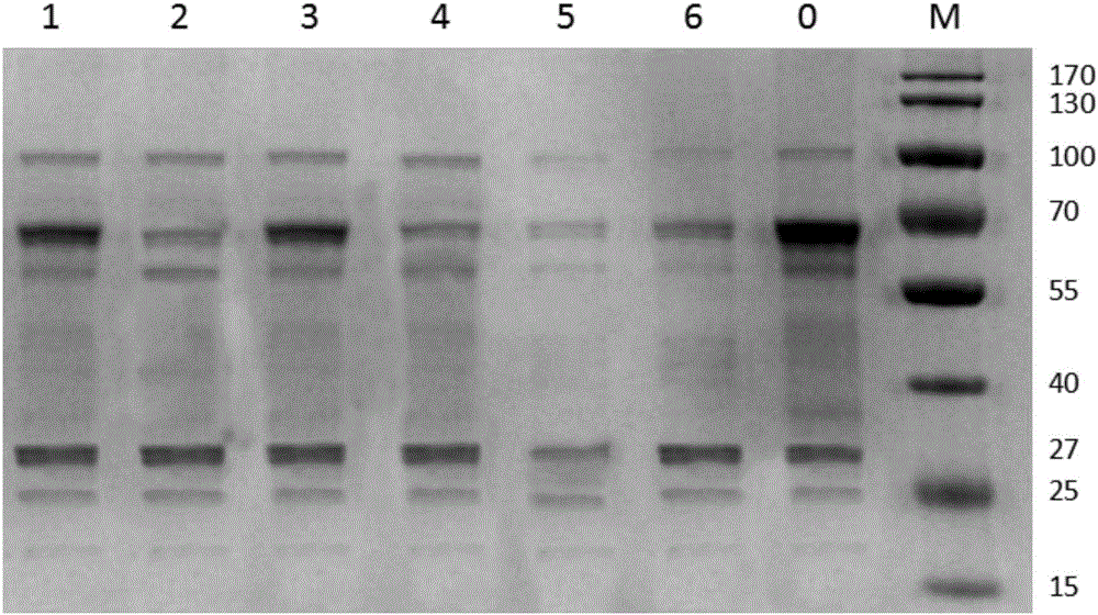 Rennin mutant with improved enzyme activity and thermal stability