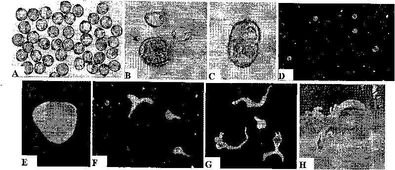 Cultivation method for Isolated microspore of cucumber