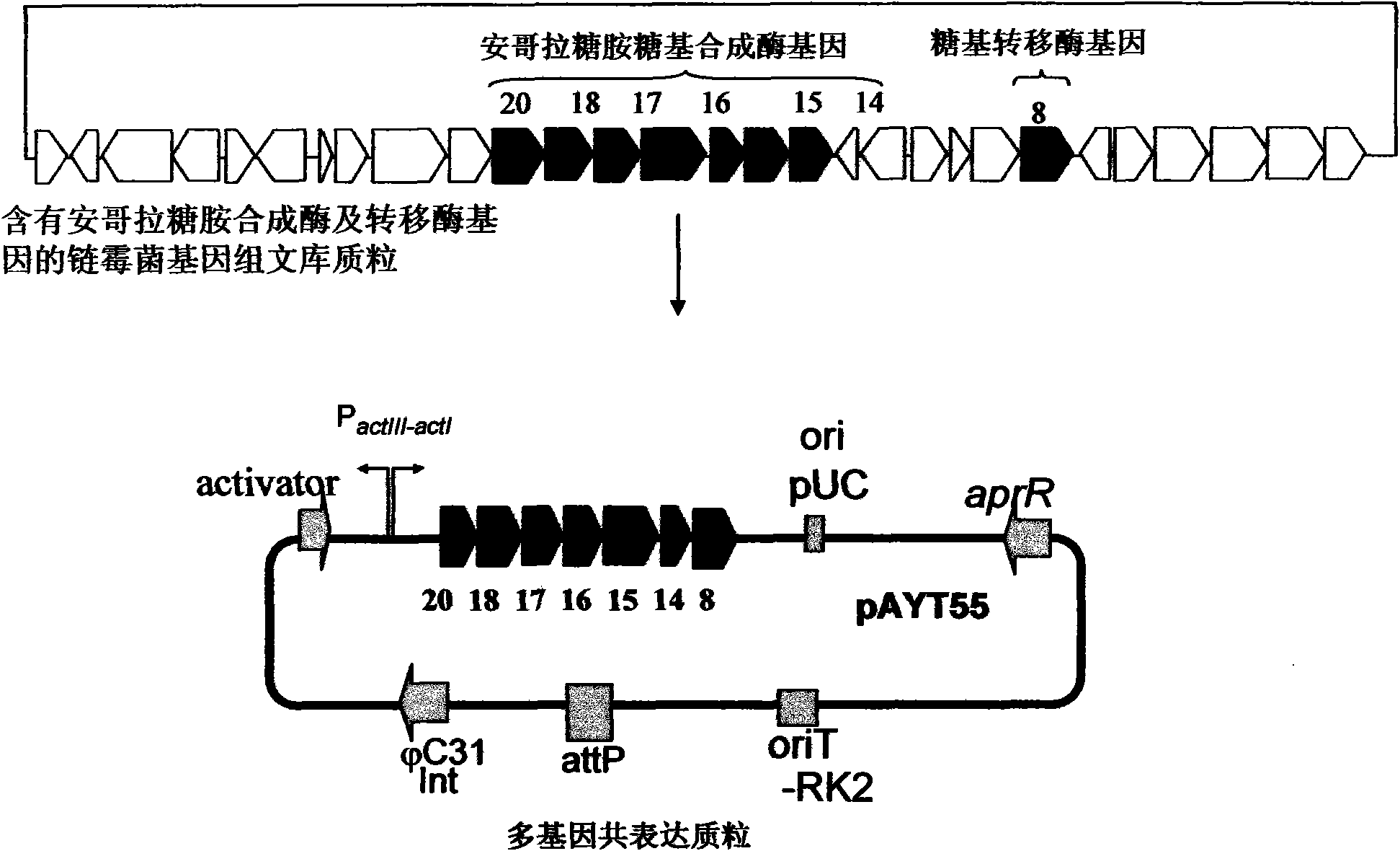 Construction and application of multiple gene coexpression system containing angolosamine glycosylsynthetase and glycosyltransferase