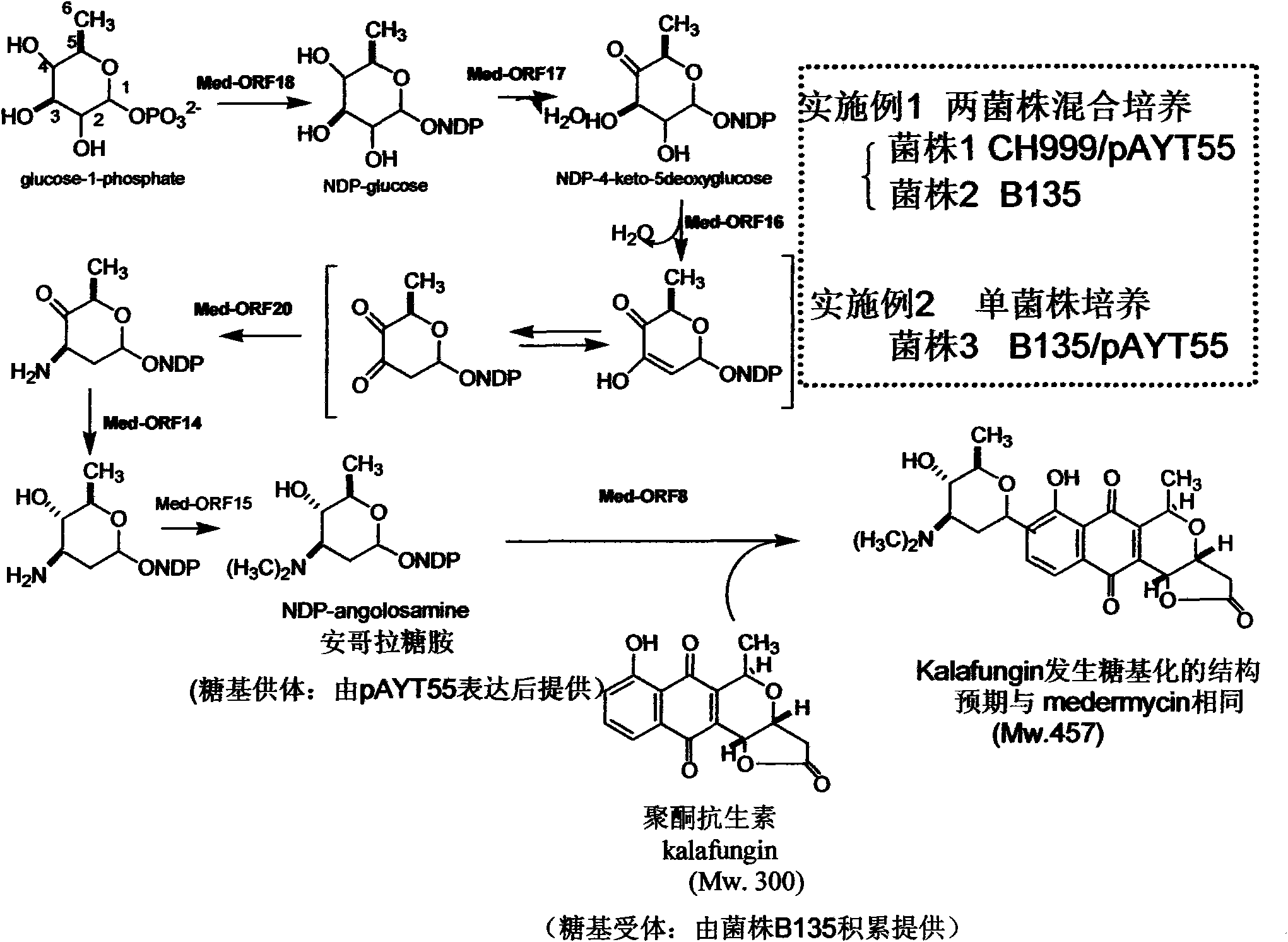 Construction and application of multiple gene coexpression system containing angolosamine glycosylsynthetase and glycosyltransferase