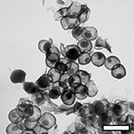 Preparation method of nitrogen-doped yolk-shaped carbon sphere/graphene composite material