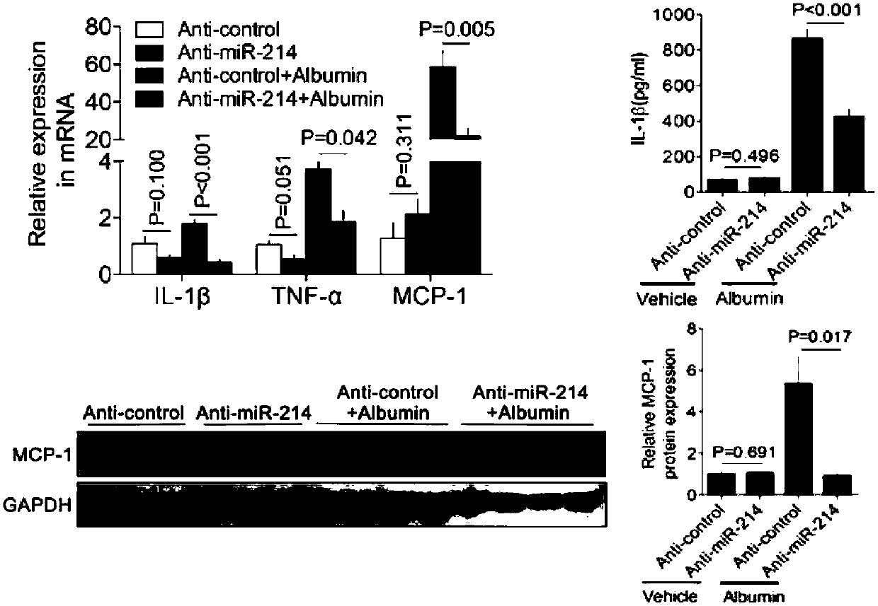 Application of miR-214 antagonist in preparing drug for relieving kidney tubule lesion-related diseases caused by proteinuria
