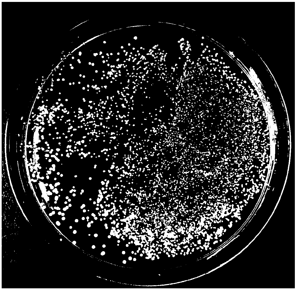 Method for preparing gram-negative bacterium competent cells through outer membrane defects
