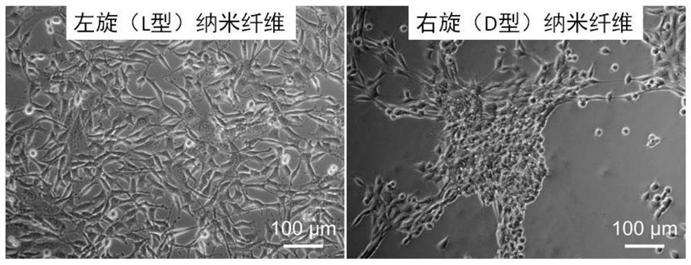 Left-handed chiral nanogel cell scaffold material and preparation method thereof