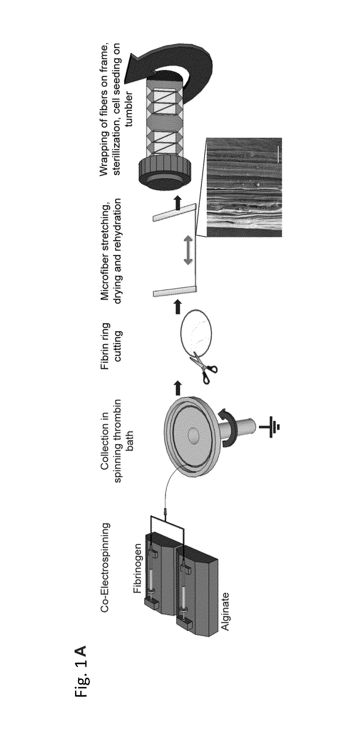 Electrostretched polymer microfibers for microvasculature development