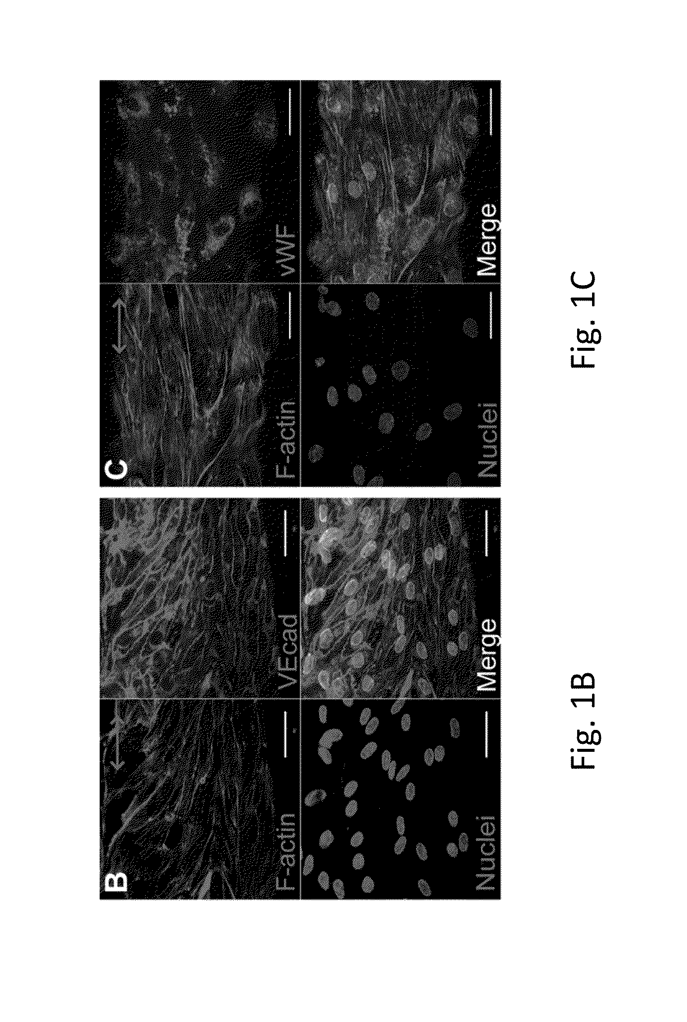 Electrostretched polymer microfibers for microvasculature development