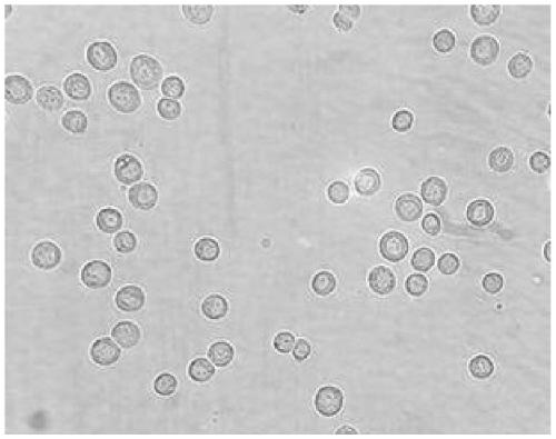 A kind of method for suspension culturing porcine circovirus type 2 in bioreactor