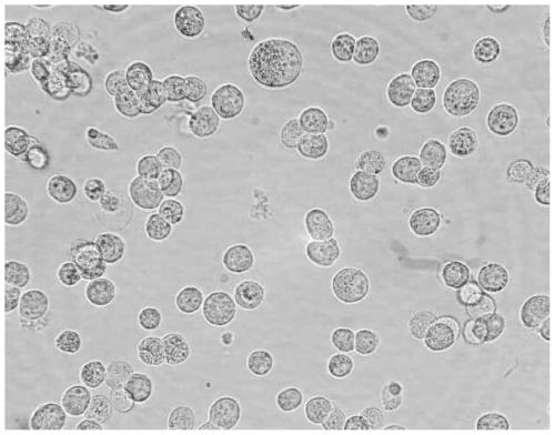 A kind of method for suspension culturing porcine circovirus type 2 in bioreactor