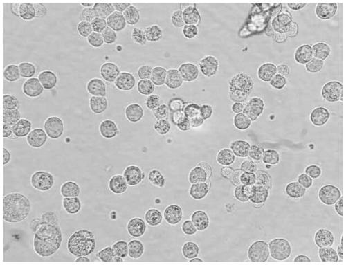 A kind of method for suspension culturing porcine circovirus type 2 in bioreactor