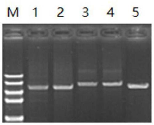 Primer set, kit and detection method for rapid detection of carbapenemase genes
