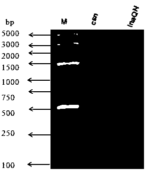 Display system of chitosanase cell surface and preparation and application thereof