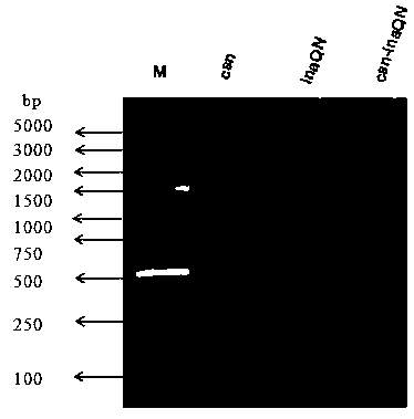 Display system of chitosanase cell surface and preparation and application thereof