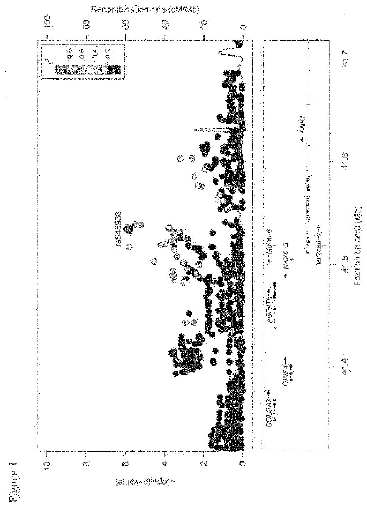 Methods of modulating ank1