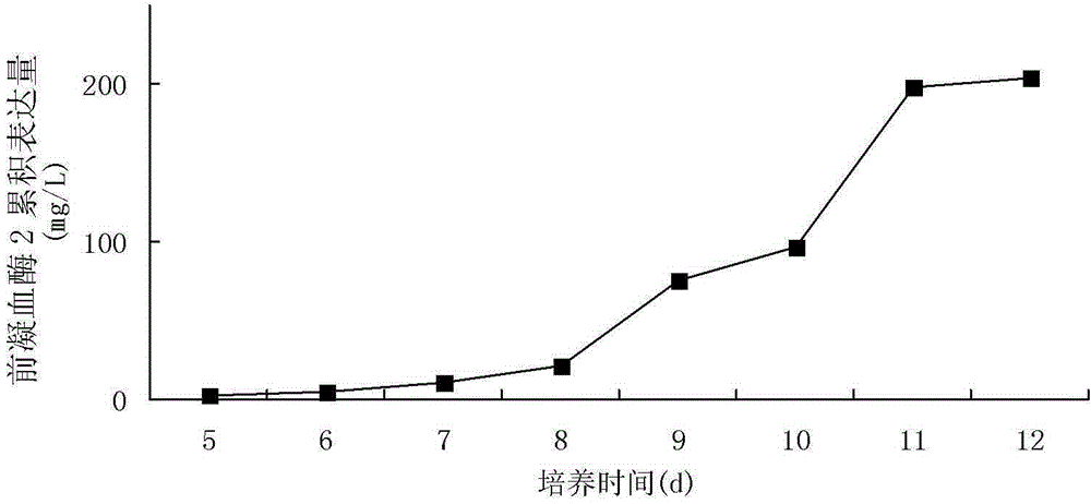 High expression and production method of recombinant human thrombin in animal cell