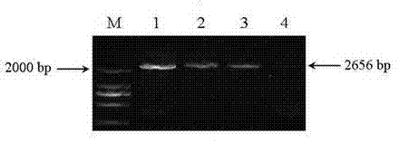 Promoter with both plant overground tissue organ specificity and photoinduced specificity and application thereof