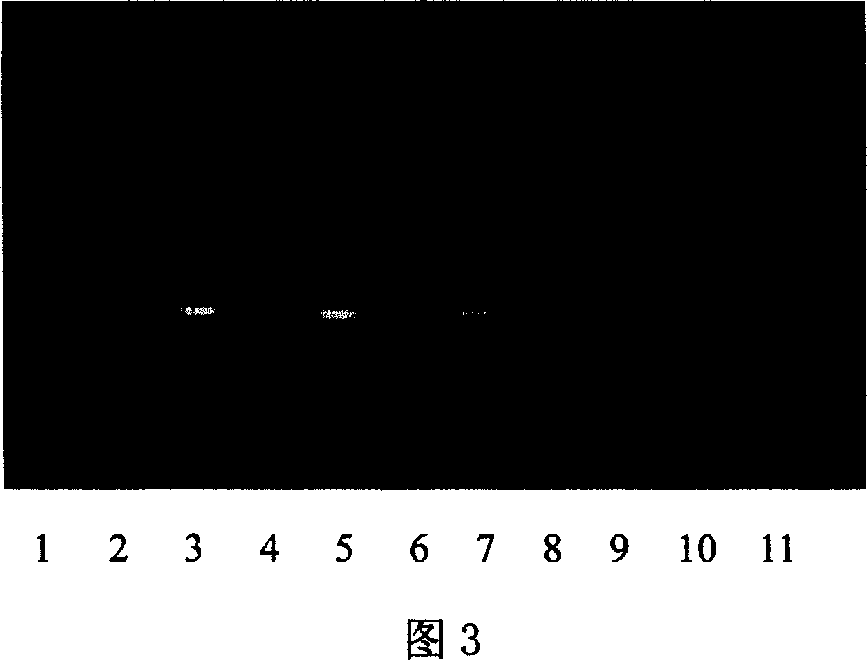 Idiosyncratic primer of repetitive sequence in gamma chromosome of oxen, and PRC method for identifying sex in early embryos of oxen