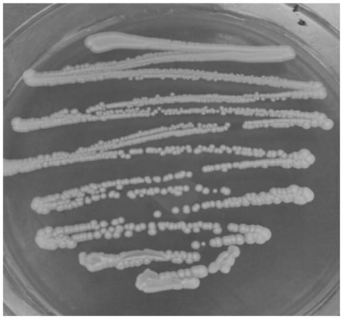 Saccharomyces cerevisiae strain and application thereof