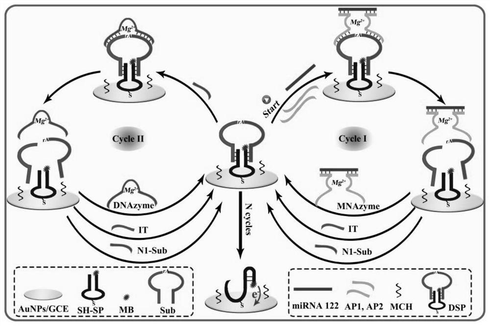 Electrochemical detection method for circulating miRNA in serum based on enzyme-free cascade circulating signal amplification