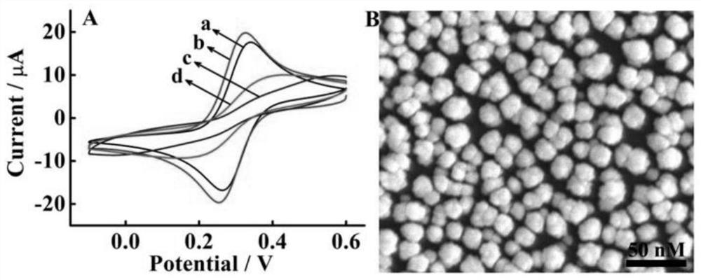 Electrochemical detection method for circulating miRNA in serum based on enzyme-free cascade circulating signal amplification