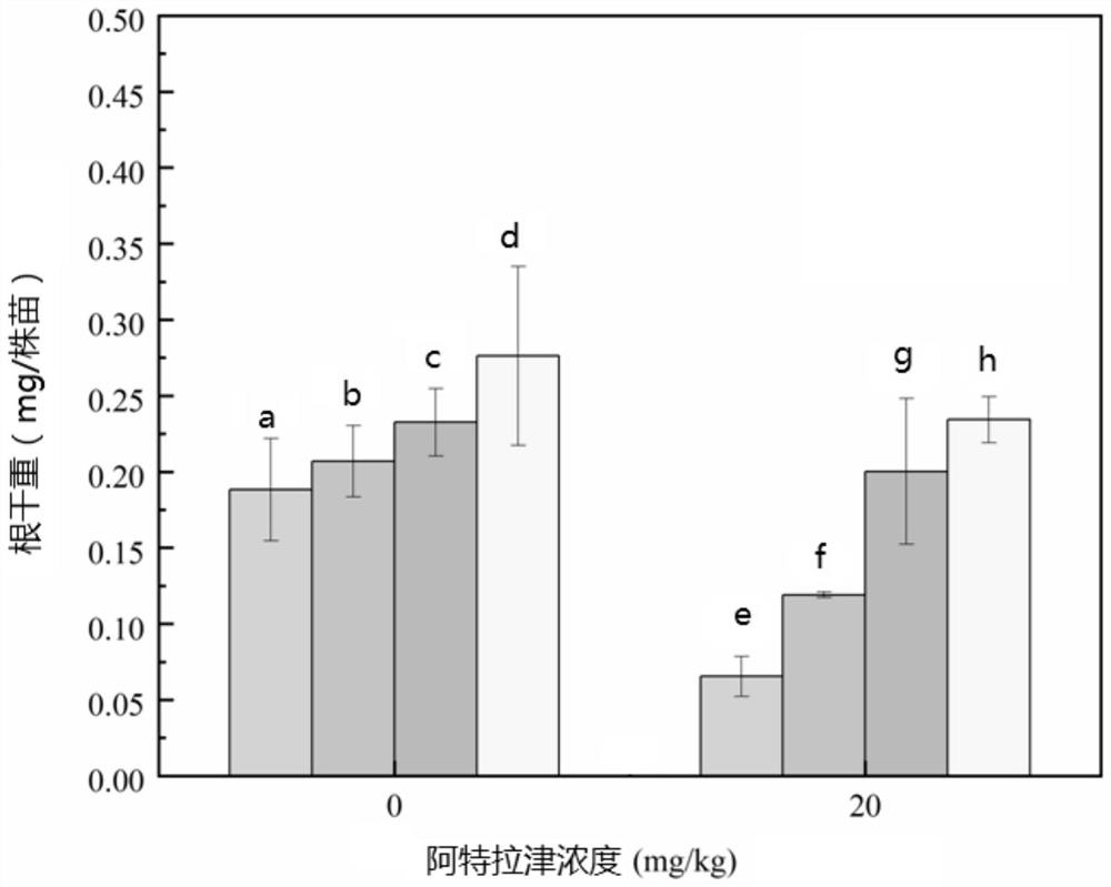Method for relieving phytotoxicity effect of atrazine on soybeans through inoculation of rhizobium