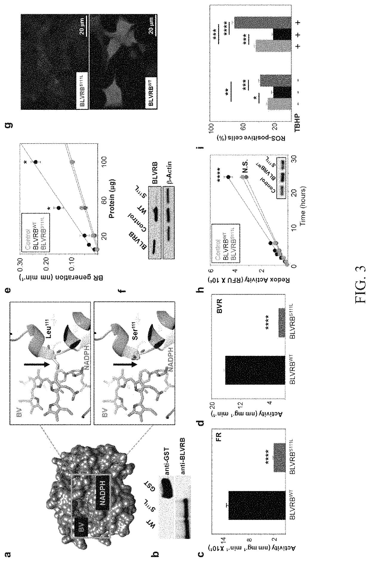 Methods for increasing platelet count by inhibiting biliverdin IXβ reductase