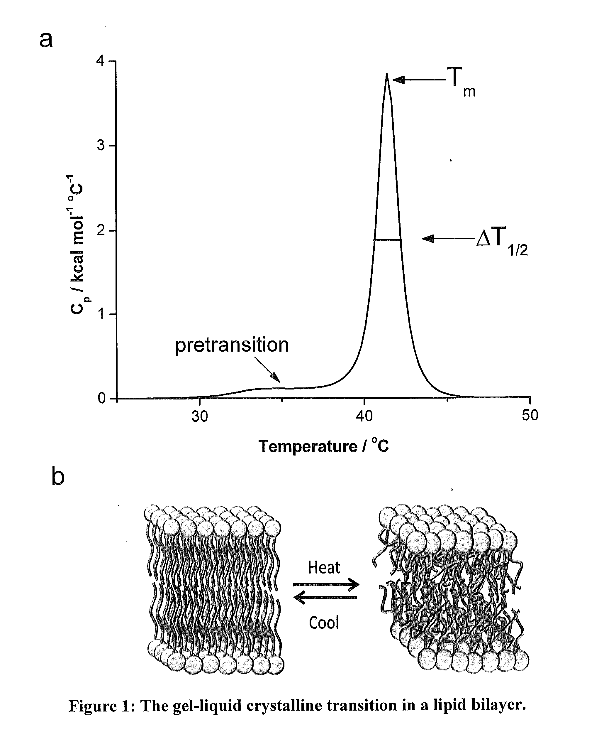 Methods and compositions for the stabilization of biologic material