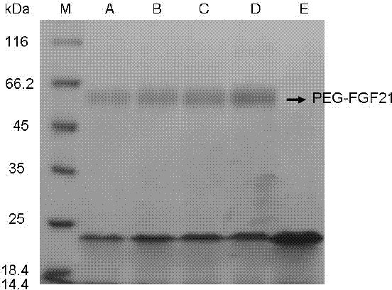 Polyethylene glycol chemically modified compound of human fibroblast growth factor-21 (FGF-21) and preparation method thereof