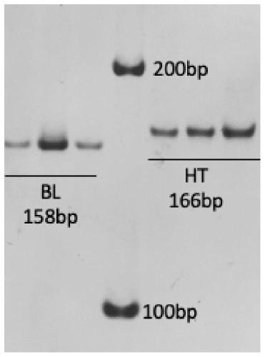 Identifying primer and identifying method for germplasm of hucho taimen and brachymystax lenok and reagent kit