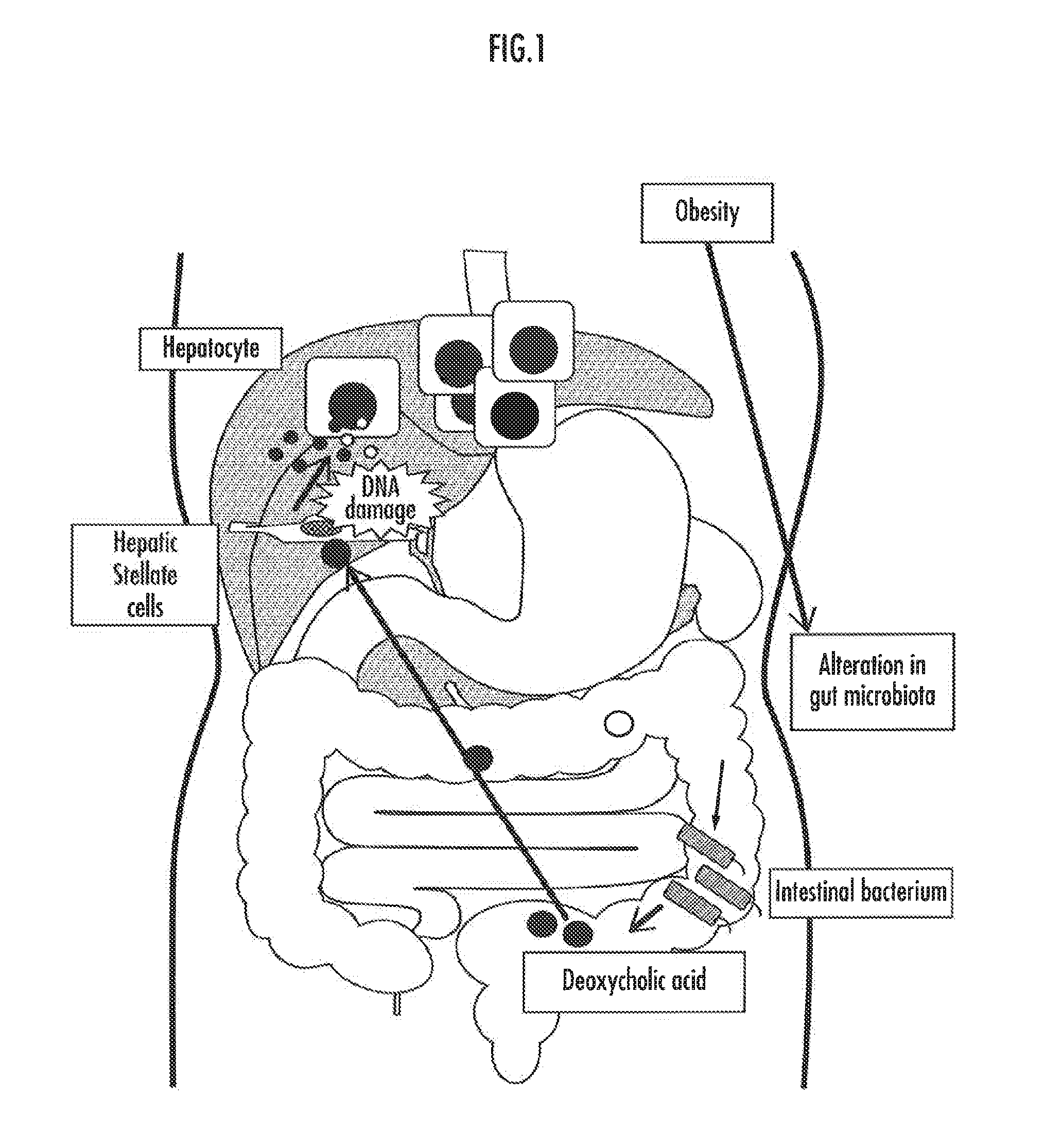 Method for screening food ingredients and food compositions