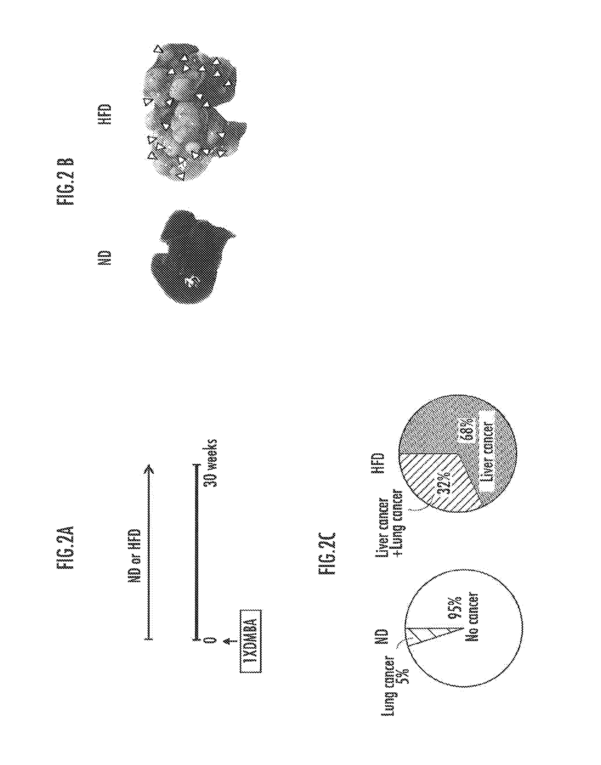 Method for screening food ingredients and food compositions