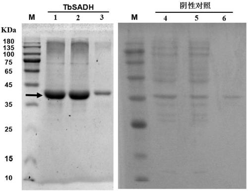 Alcohol dehydrogenase mutant and application thereof in synthesis of chiral diaryl alcohol compounds
