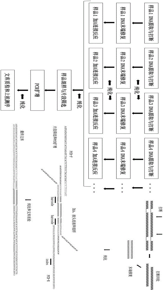 Preparation method of genome mixing sequencing library