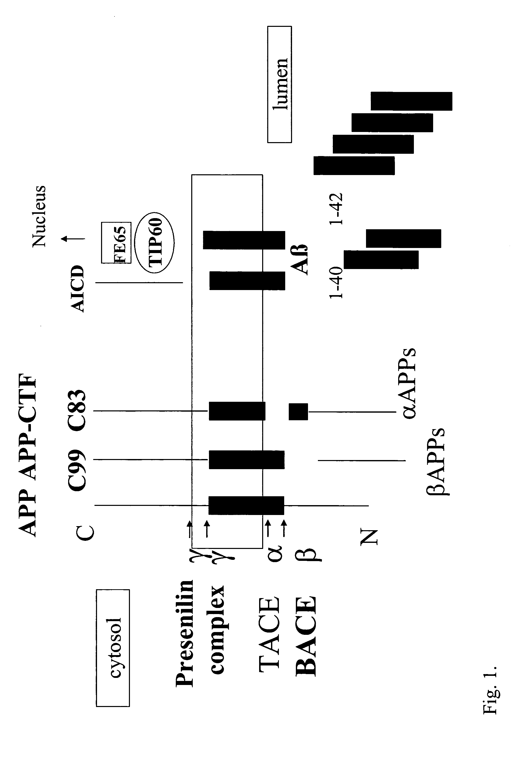 Methods for identifying compounds that modulate stabilization of secretase-associated proteins