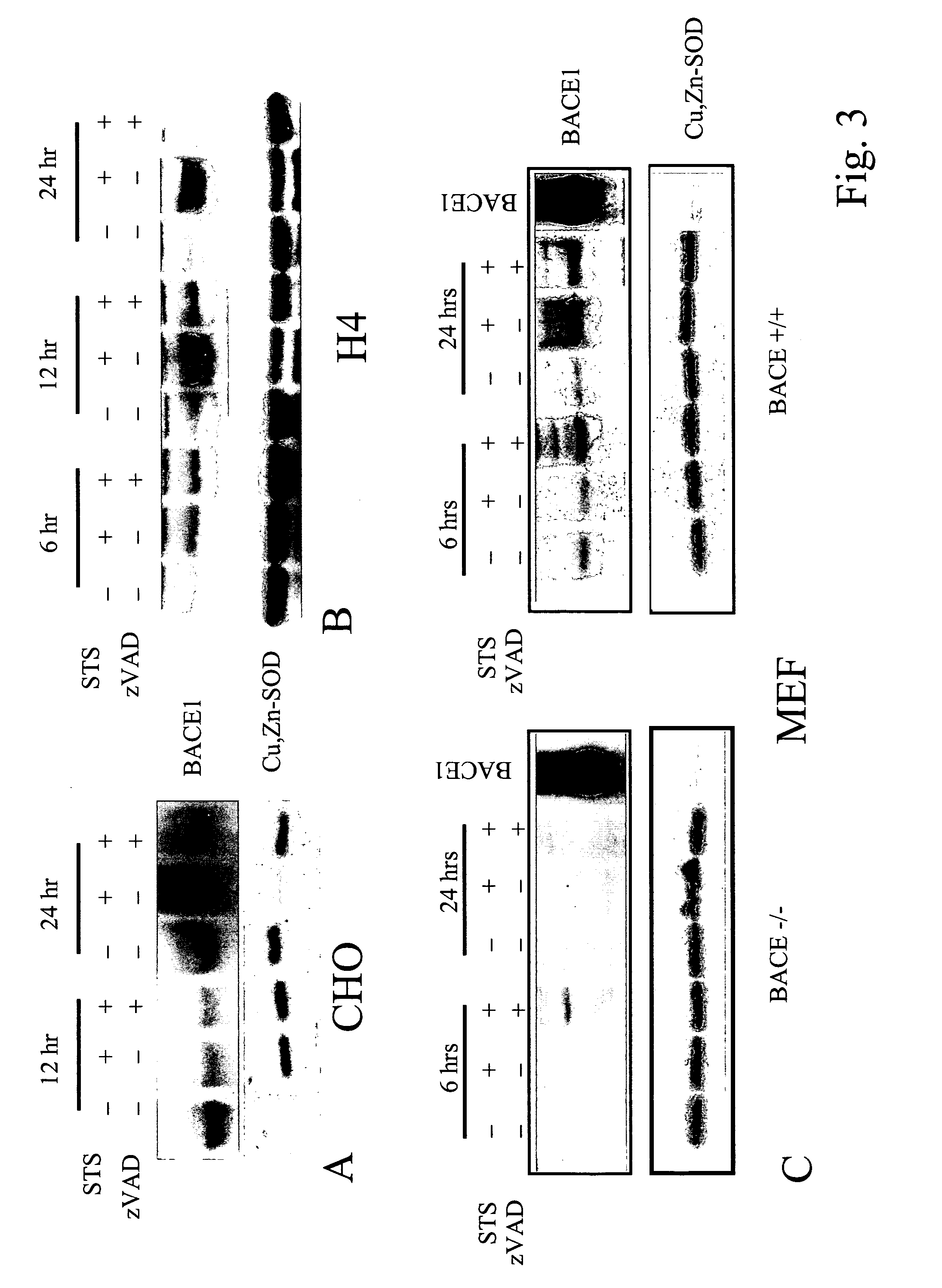 Methods for identifying compounds that modulate stabilization of secretase-associated proteins