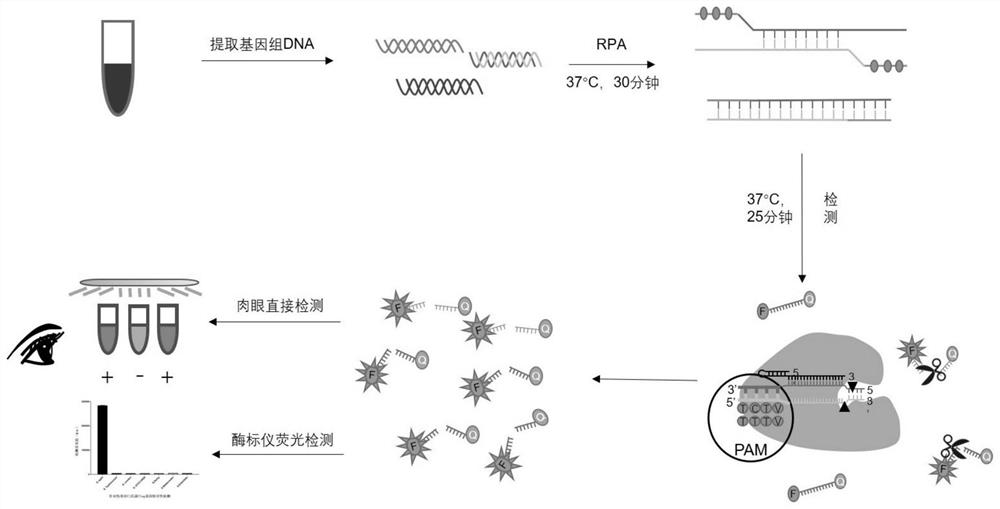 A detection kit for Salmonella typhi, its preparation method and its application