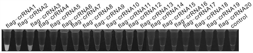 A detection kit for Salmonella typhi, its preparation method and its application