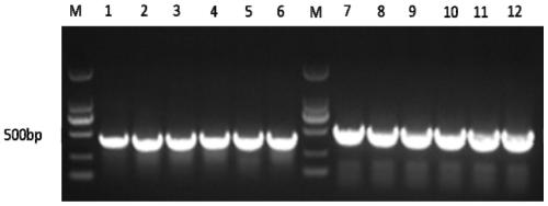 Soluble efficiently-expressed rChGM-CSF-IFNalpha fusion protein as well as preparation method and application of soluble efficiently-expressed rChGM-CSF-IFNalpha fusion protein