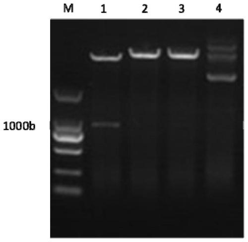 Soluble efficiently-expressed rChGM-CSF-IFNalpha fusion protein as well as preparation method and application of soluble efficiently-expressed rChGM-CSF-IFNalpha fusion protein