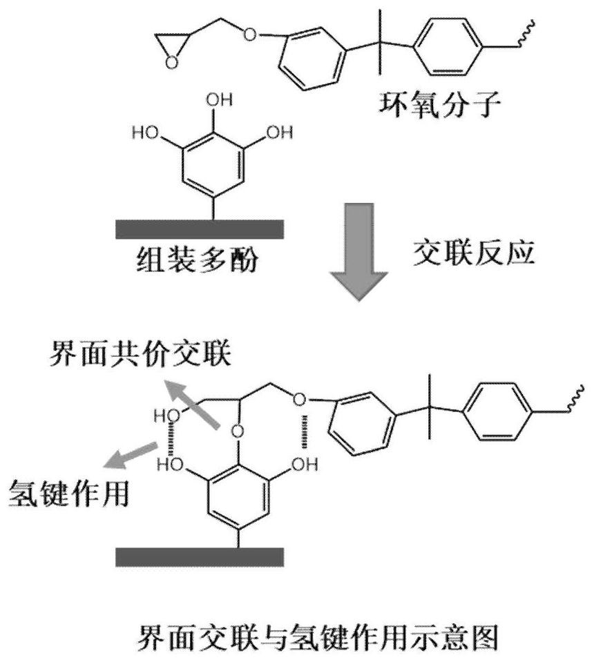 Bio-based nano-assembly curing agent for toughened epoxy resin and preparation method