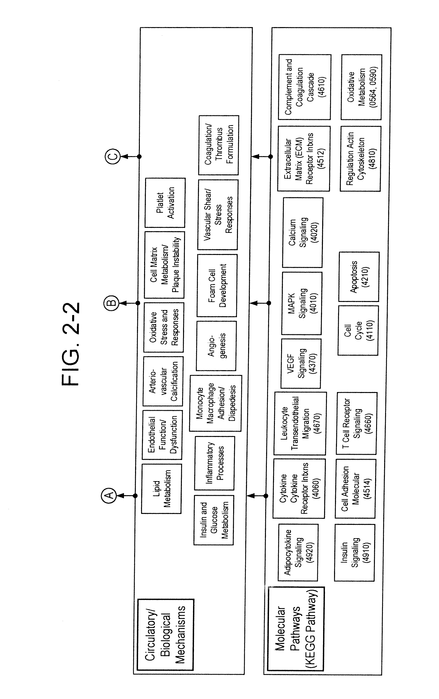 Markers Associate with Arteriovascular Events and Methods of Use Thereof
