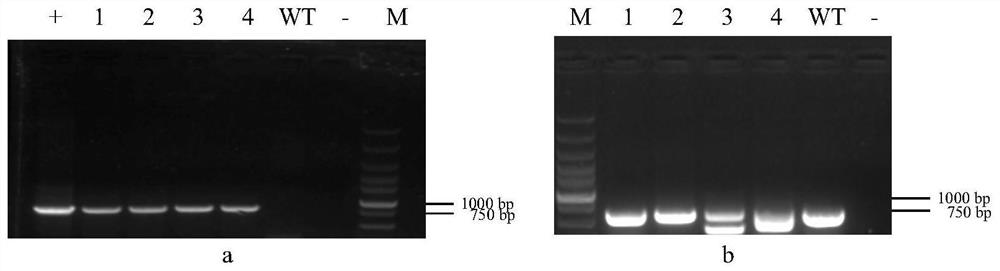 Application of ga3ox1 protein in regulation of alfalfa plant type