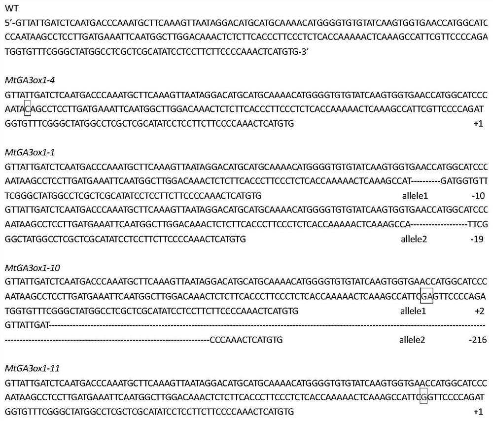 Application of ga3ox1 protein in regulation of alfalfa plant type