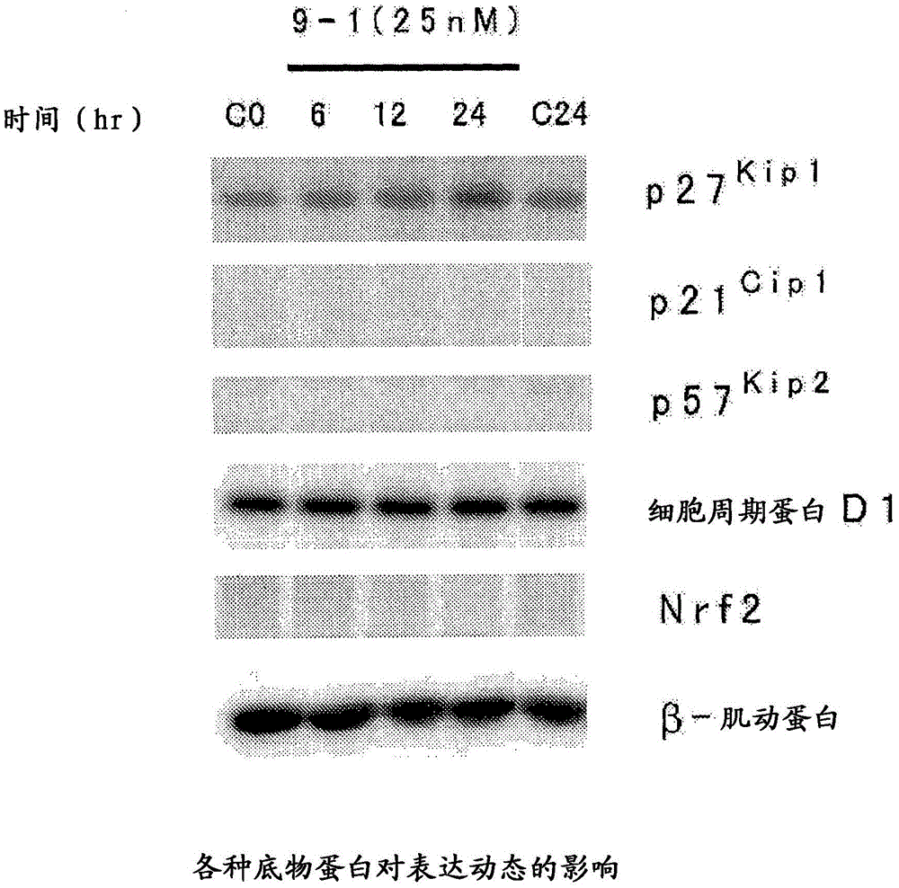 Heterocyclic compounds and inhibitors of p27kip1 breakdown