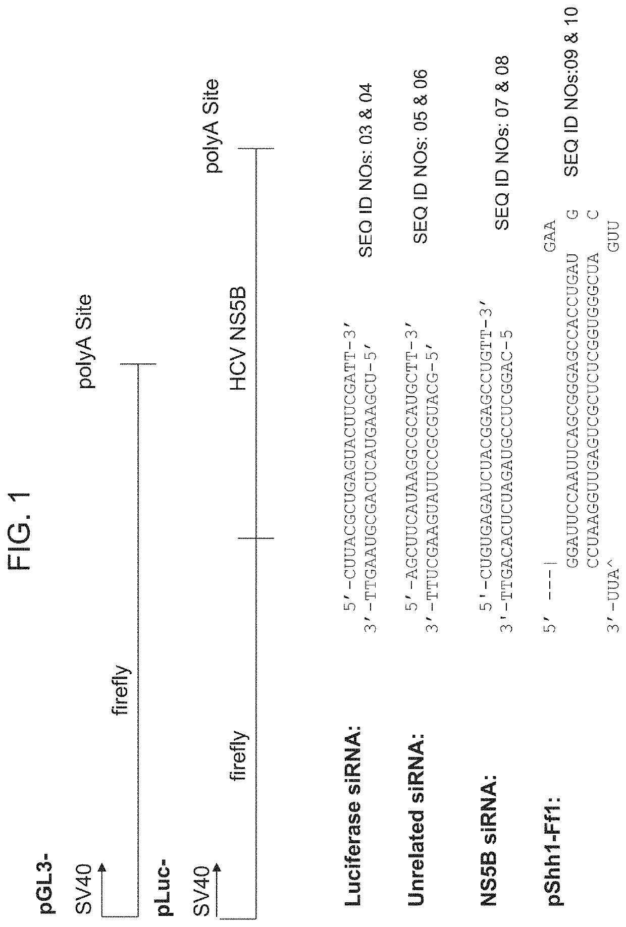 Methods and Compositions for RNAi Mediated Inhibition of Gene Expression in Mammals