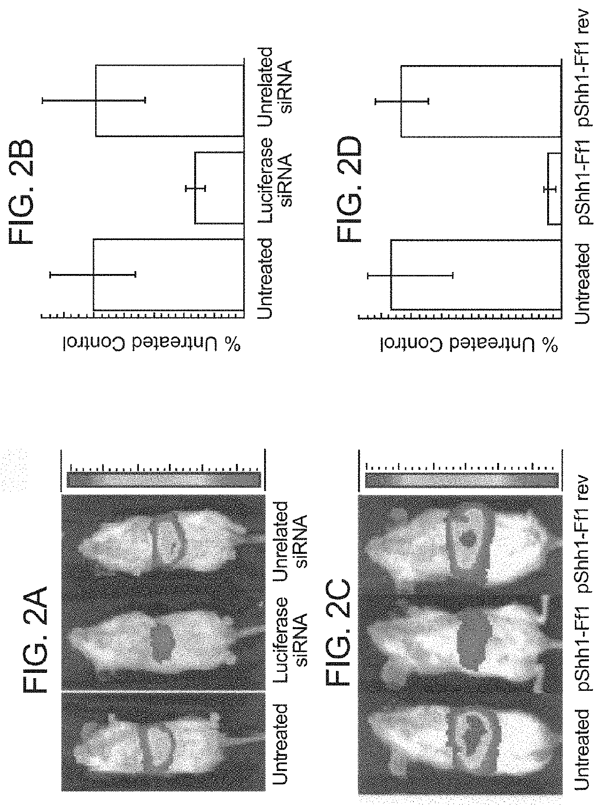 Methods and Compositions for RNAi Mediated Inhibition of Gene Expression in Mammals