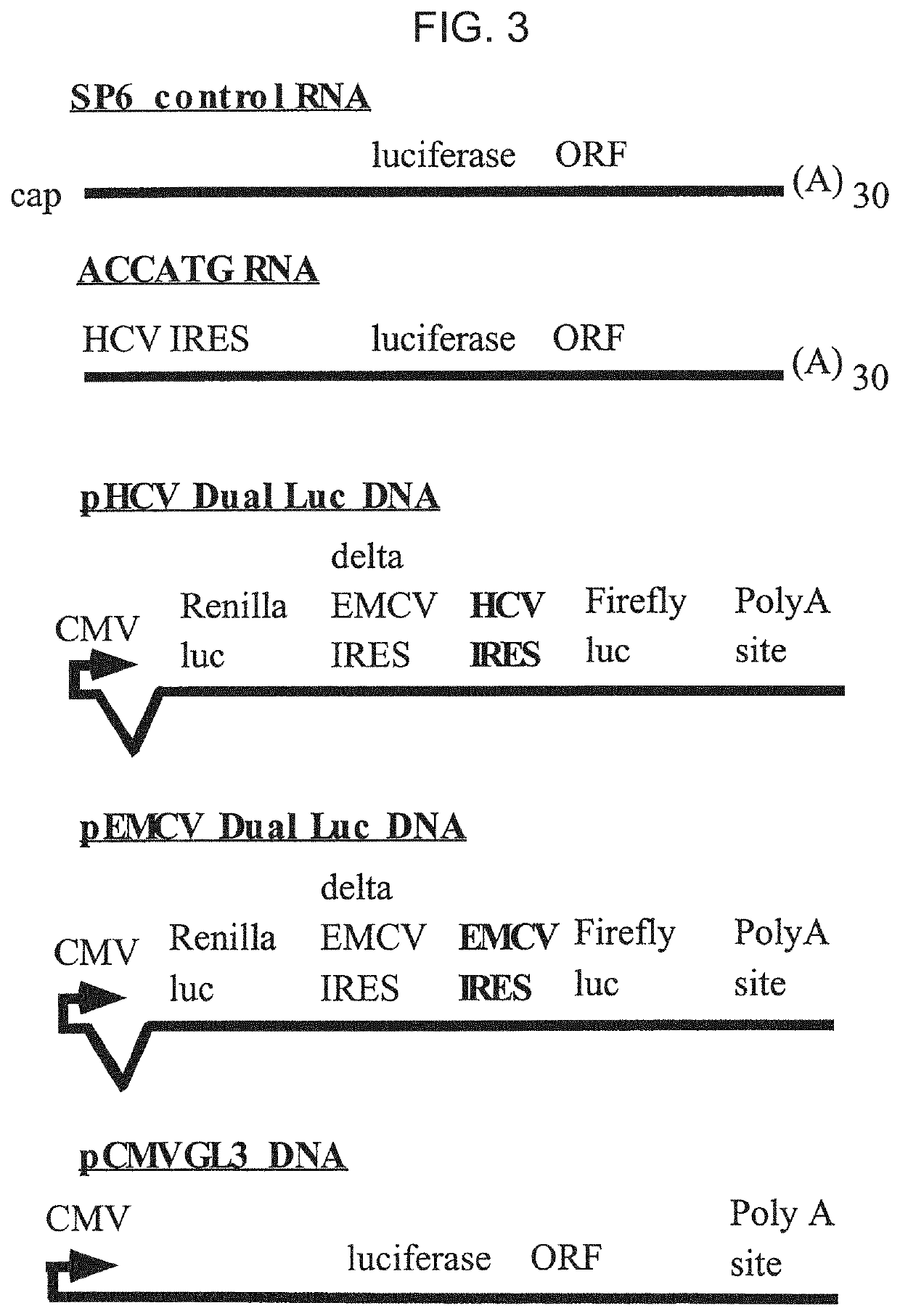 Methods and Compositions for RNAi Mediated Inhibition of Gene Expression in Mammals