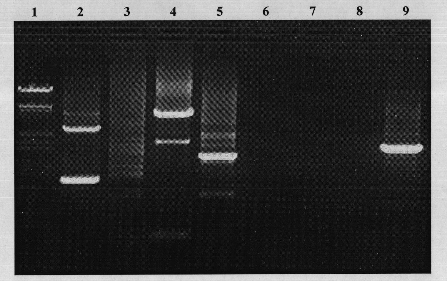 Cloning of rape Oleosin5'UTR sequence and application of Oleosin5'UTR sequence in elaioplast targeting expression